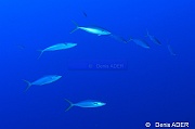 Elagatis bipinnulata rainbow runner-Au large Batuata Island-20m-20180603-Denis-ADER-DSC_3632_tn